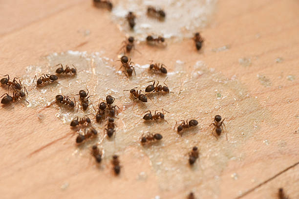 Best Pest Removal Services  in Conesus Lake, NY