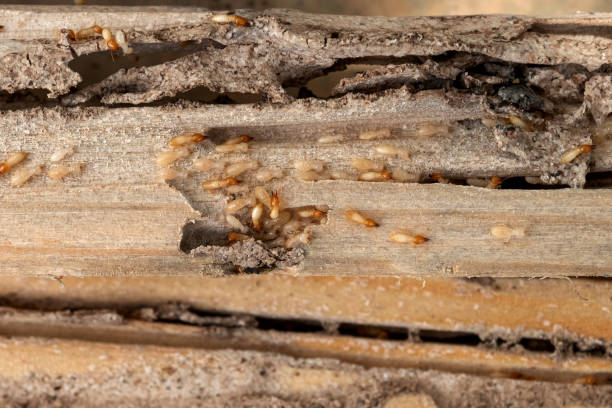 Reliable Conesus Lake, NY Pest Control Solutions